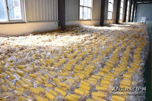 武山县水果玉米种植异地产业扶贫开辟群众增收新途径